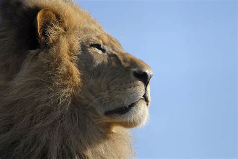 上升星座 獅子|上升獅子｜有好感會主動出擊？必知上升獅子男/女性 